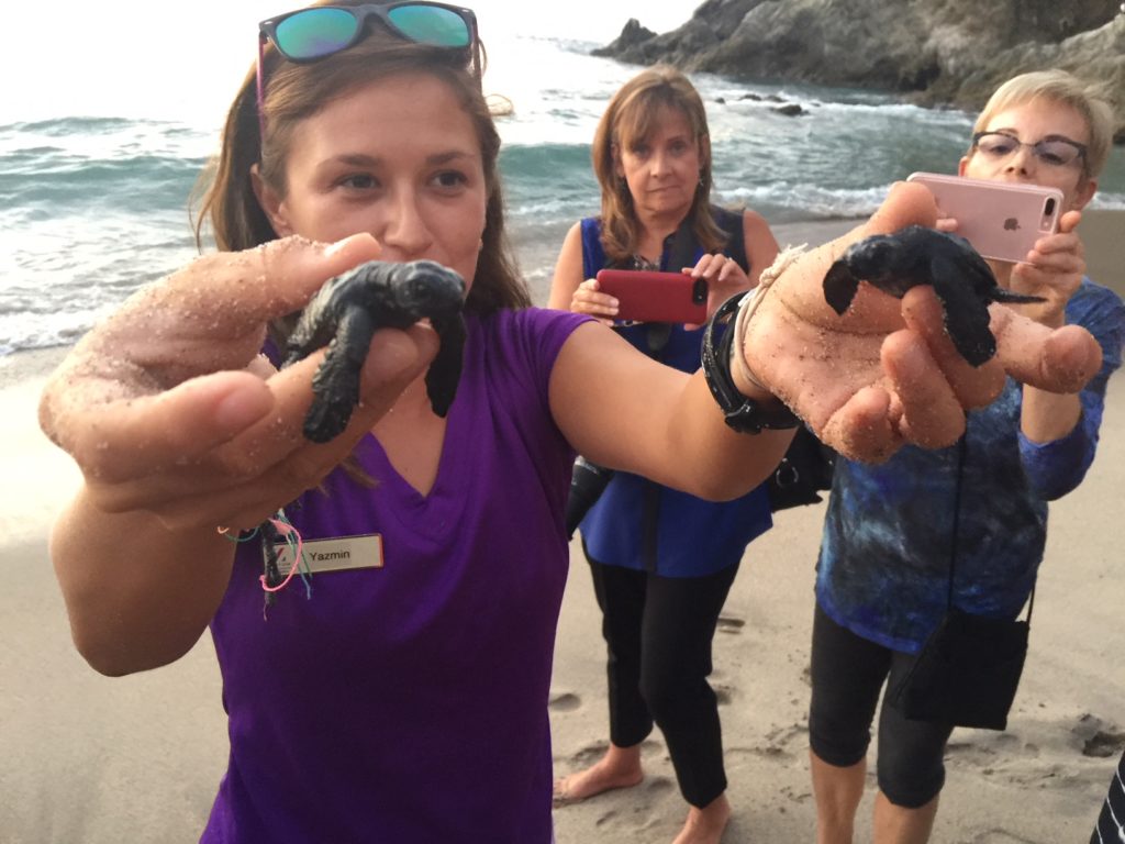 Yasmin, a Hyatt Ziva Puerto Vallarta employee, shows off two baby turtles, about to be released into the sea