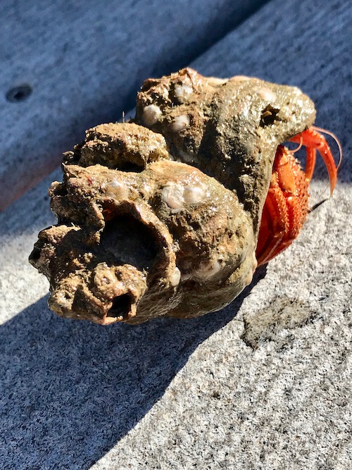 Check to be sure nothing in living inside before cleaning your seashells.