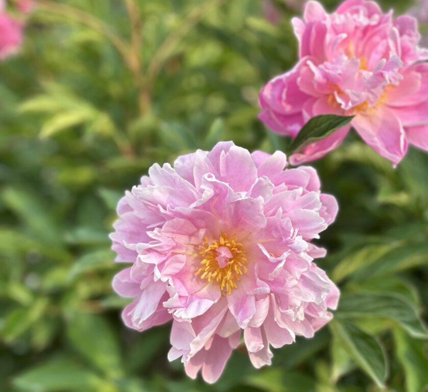 A light pink peony blossom with blurred blossoms and greenery behind.