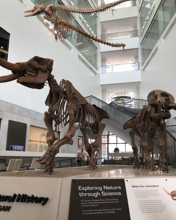 Giant mastodon skeletons standing in the entrance to the University of Michigan Museum of Natural History.