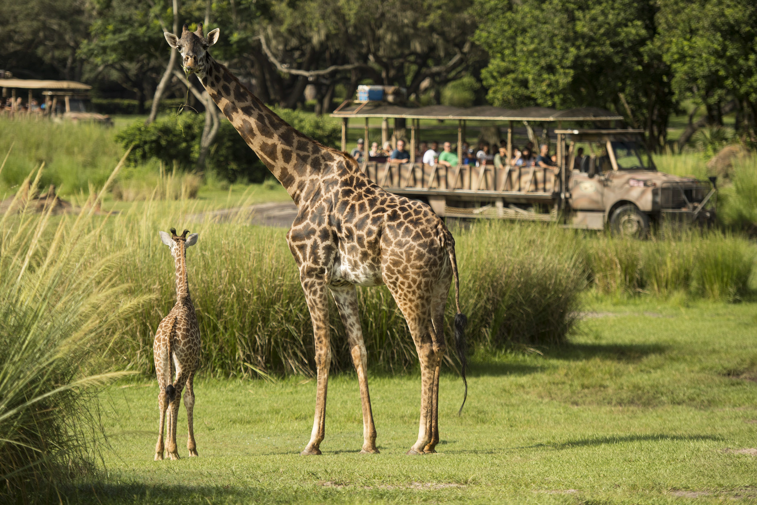 Baby giraffe and mom at Disney’s Animal Kingdom Theme Park, one of the best zoos in Florida