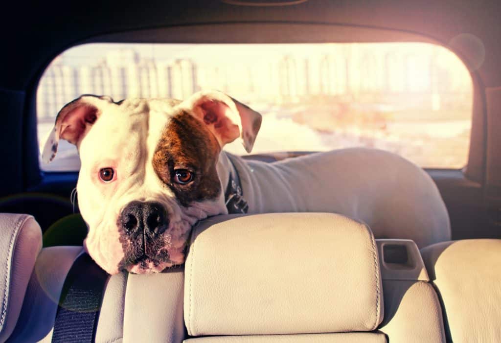 A white bulldog with brown coloring around its left eye stands in the back of a vehicle. It's staring expectantly at you.