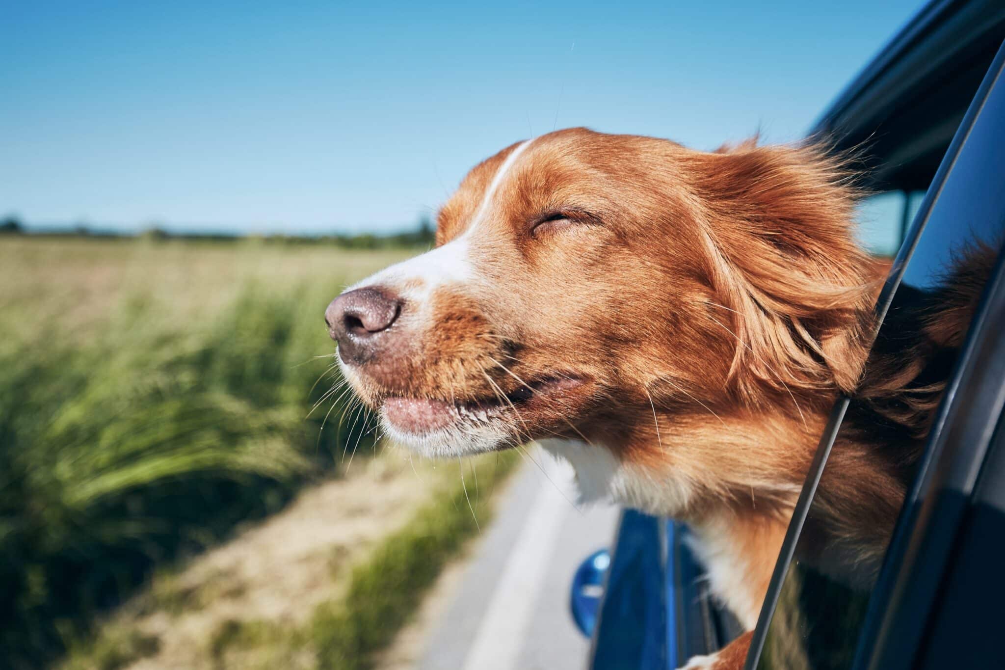 A happy Irish Setter dog has its head out of the window of a moving car. It's eyes are scrunched as it enjoys the wind in its face.