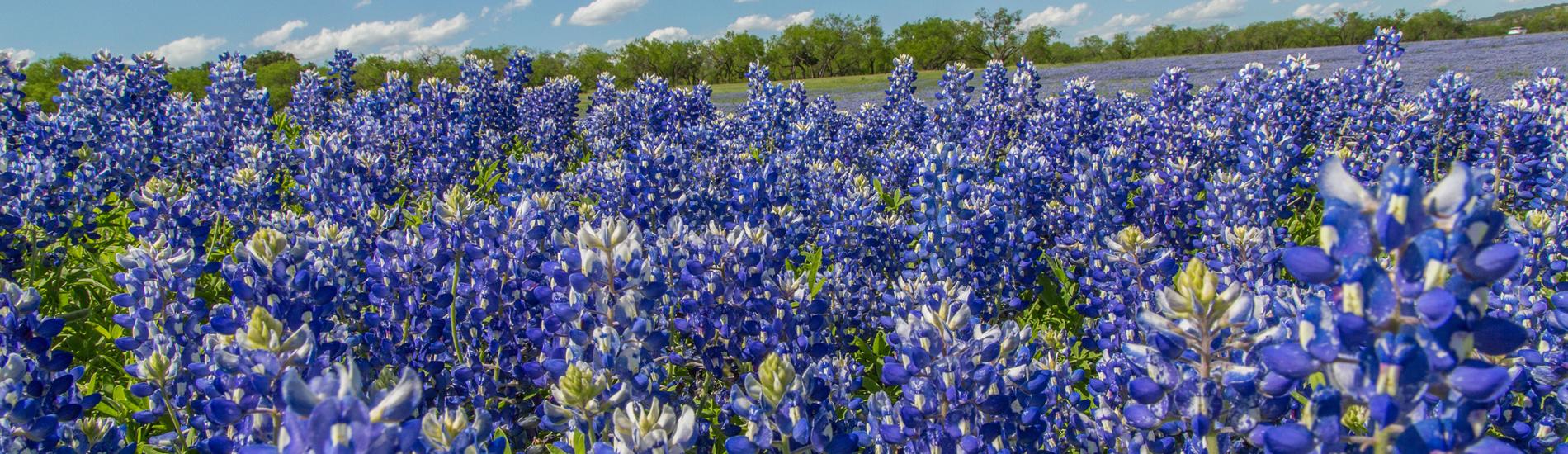 2026 Texas Bluebonnet Guide: Best Places & Peak Bloom Times