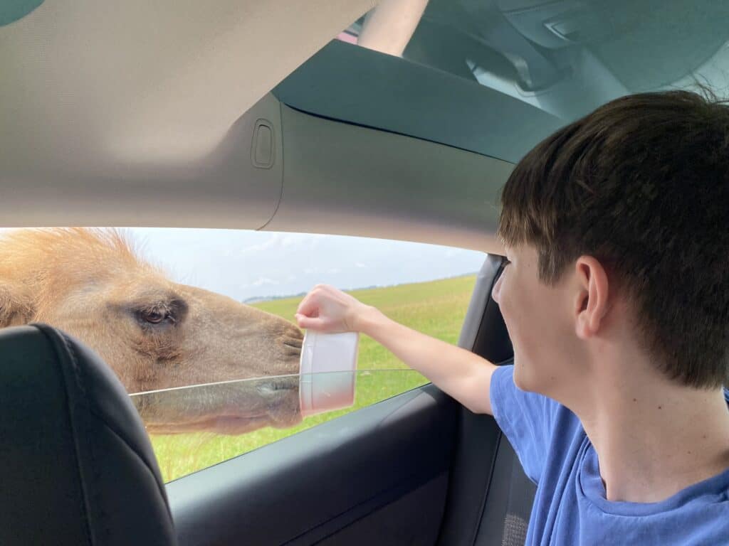 Boy feeding a horse from a car window at Tupelo Buffalo Park and Zoo