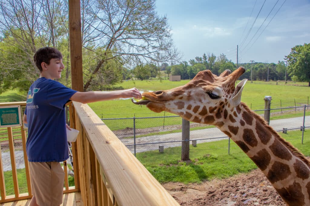 Boy feeding a giraffe at Tupelo Buffalo Park
