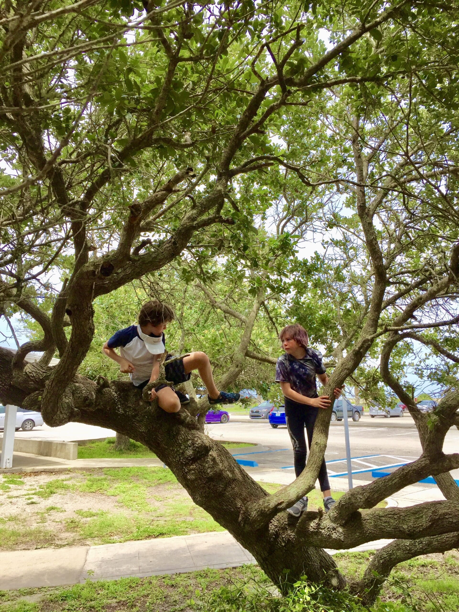 St. Augustine beaches even include nearby trees of many branches.