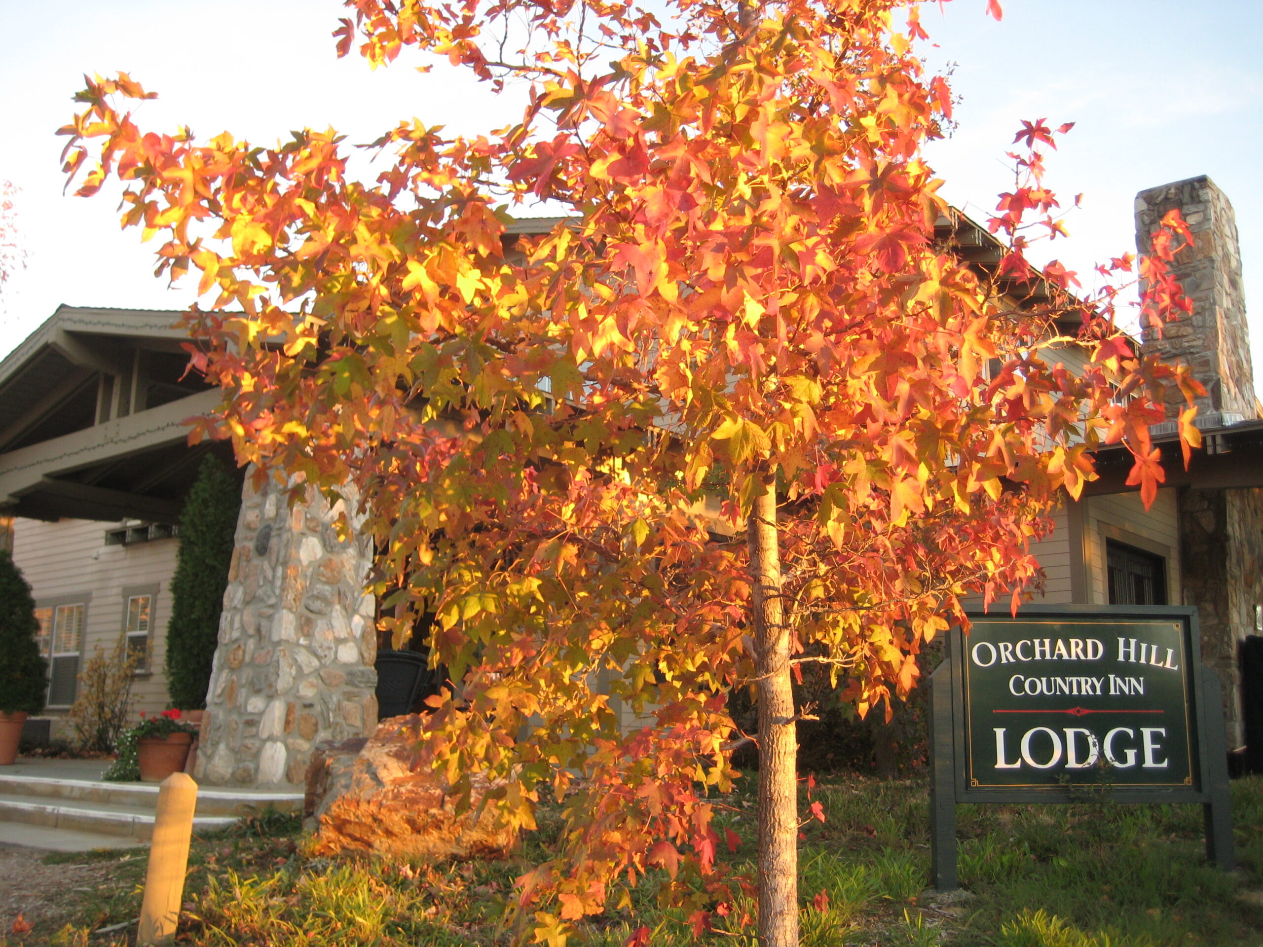 tree with fall foliage in front of an inn sign in Julian CA