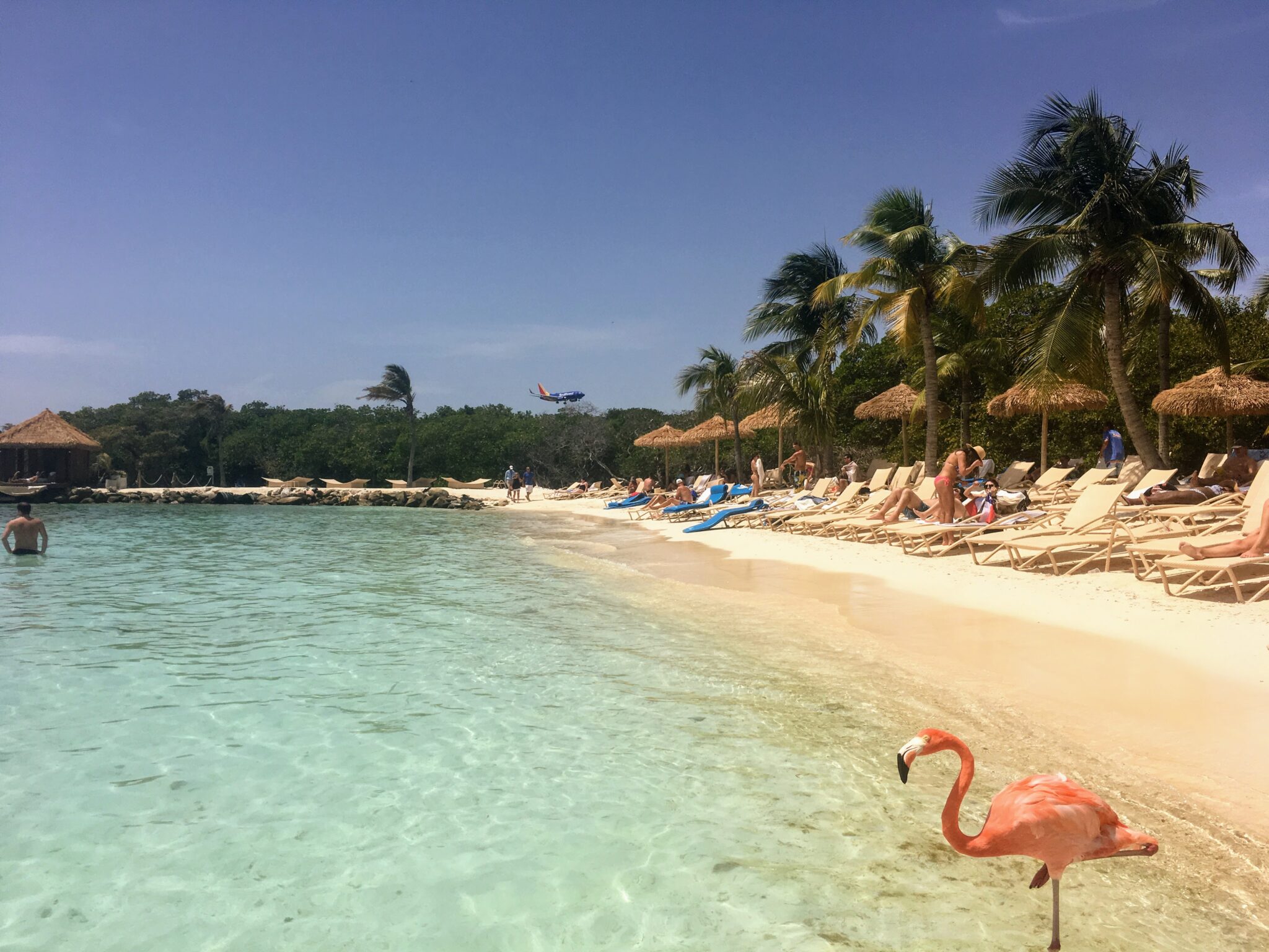 A pink flamingo standing on a shallow beach in Aruba.