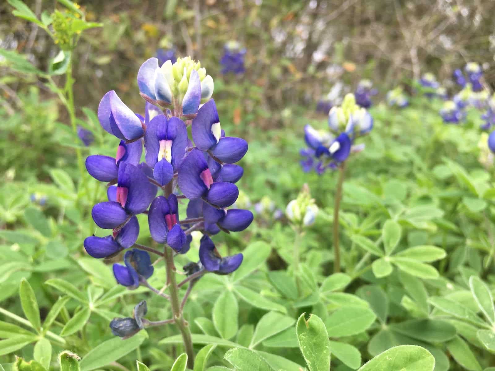 Bluebonnet flowers, Weekend Getaways in Texas
