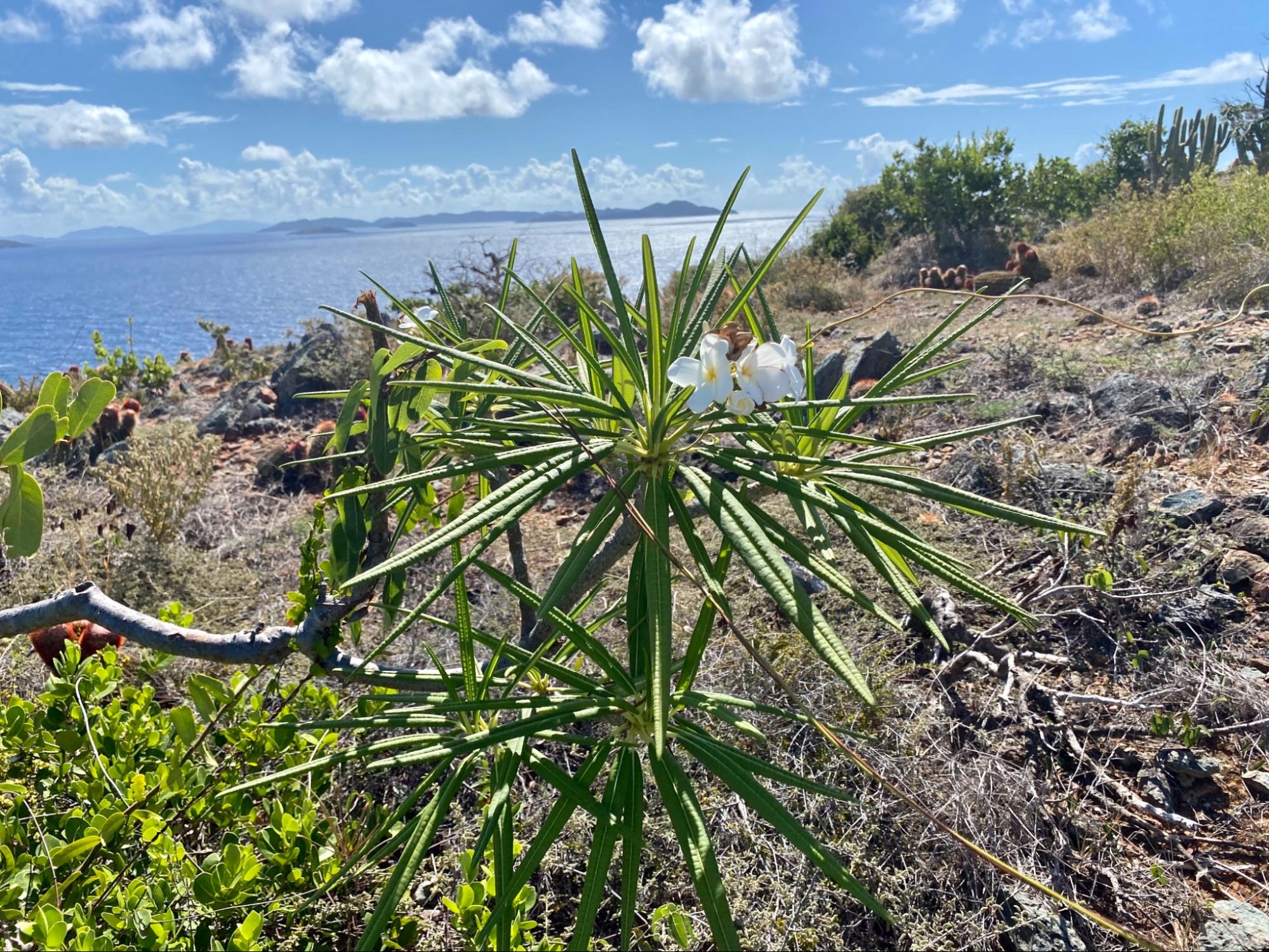 12 Ways to Travel Responsibly - Natural fauna in Parcel of Concordia in St. John, USVI.