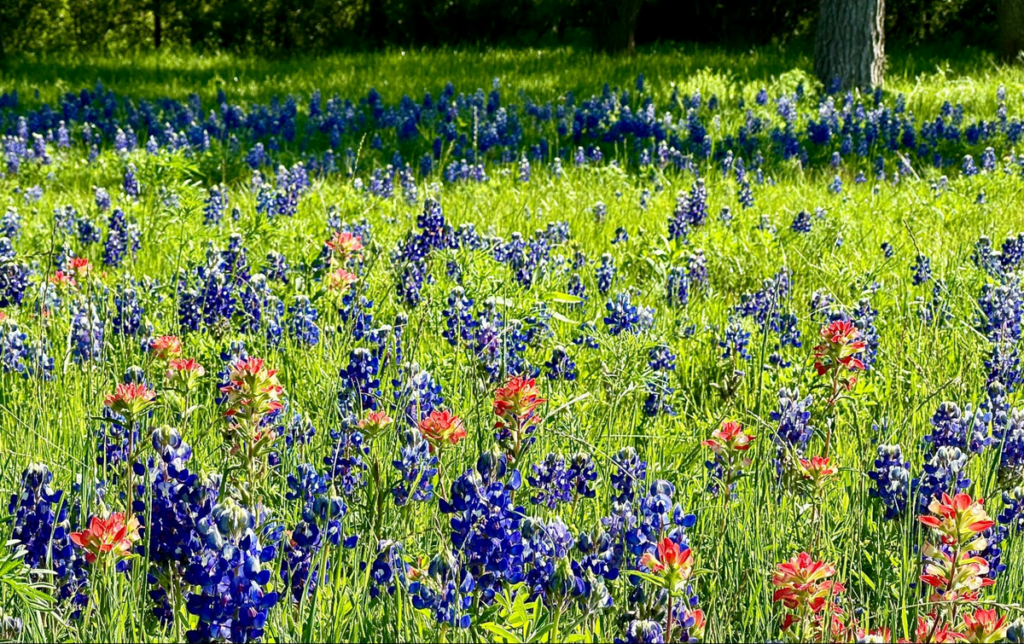 Field of Bluebonnets and Indian Paintbrush in local park in north Austin.