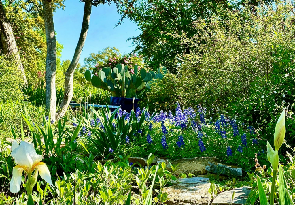 Home garden in Austin, where bluebonnets take center stage