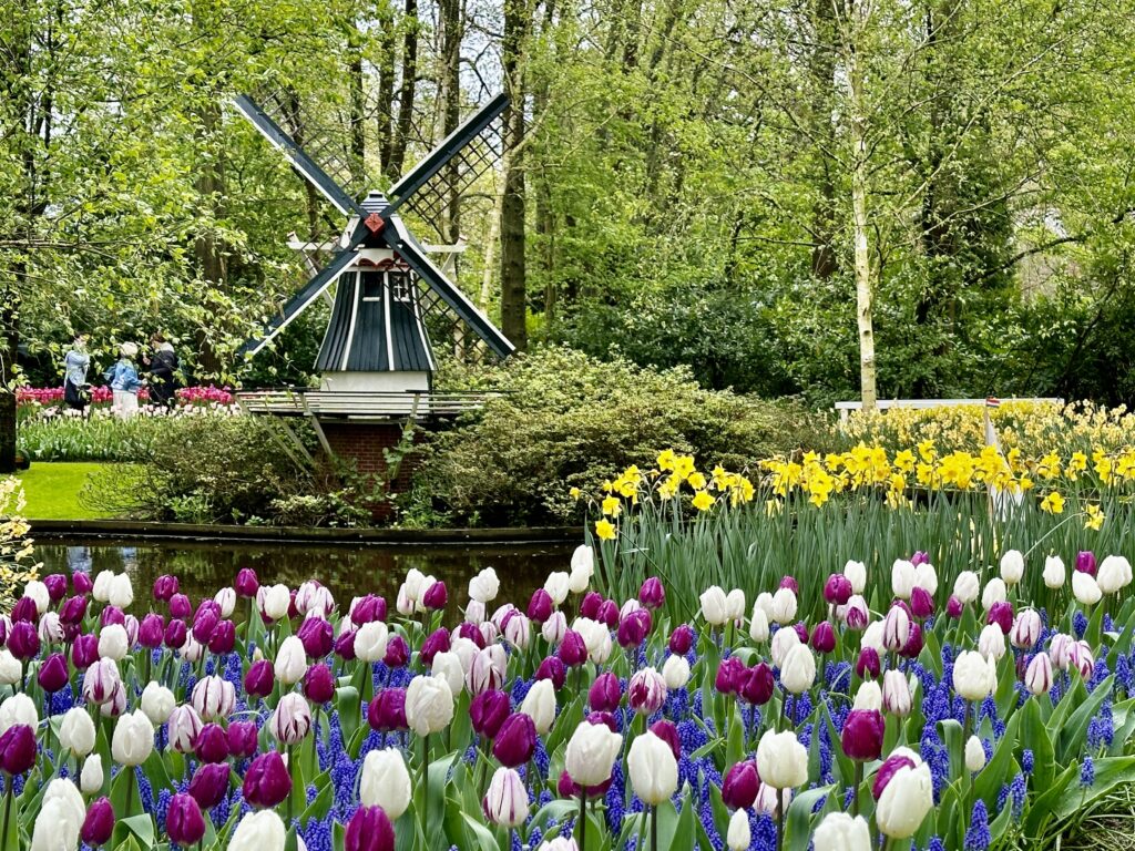 Blue windmill in a field of tulips at the Keukenhof bulb exhibit in The Netherlands