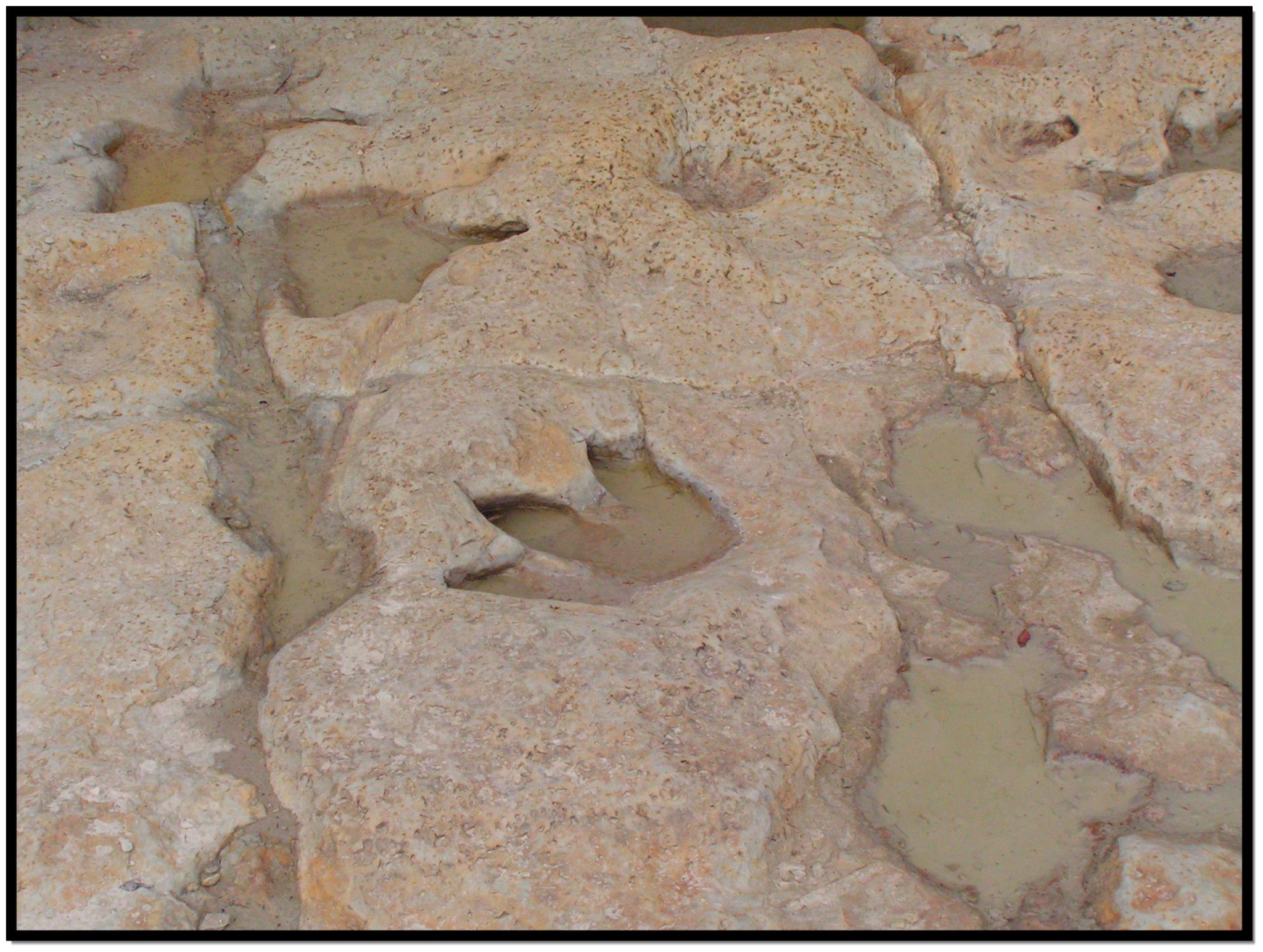 Dinosaur tracks filled with rainwater in Glen Rose Texas