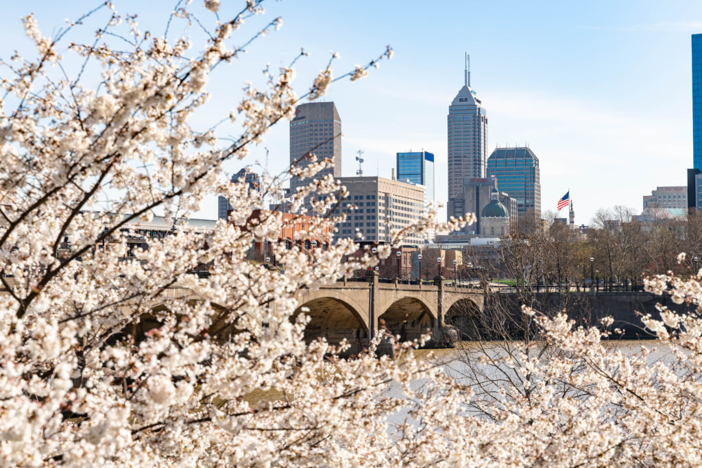Cherry blossoms in bloom with the Indianapolis skyline in the background.