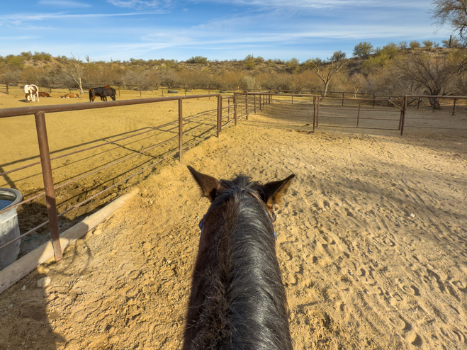 Snip before the morning ride eyeing the corral.