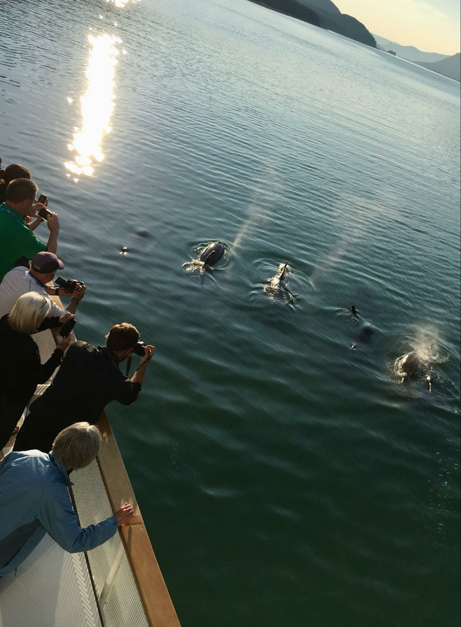 Passengers watching dolphins off the bow of Uncruise ship