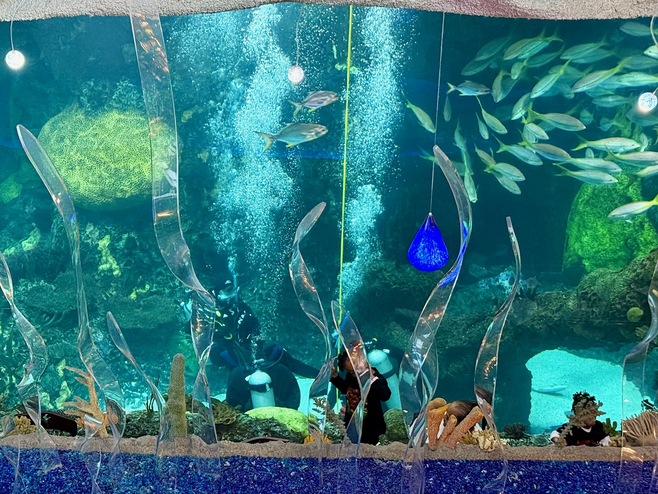 Scuba divers submerged with schools of fish in the Downtown Aquarium in Denver, CO.