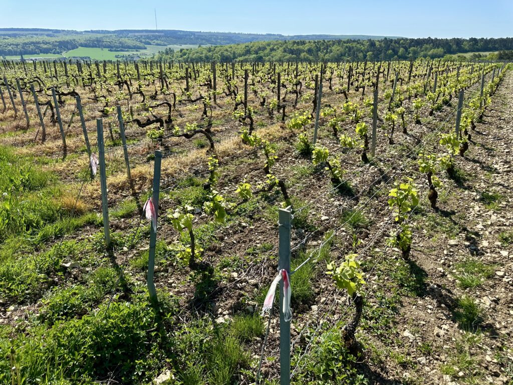 Champagne vineyard in Burgundy.