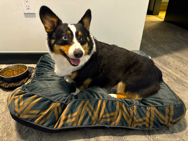 Tri-color Pembroke Welsh Corgi on a luxurious pet bed with a bowl of dog food nearby.