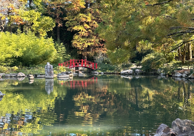 The vibrant red bridge in the Japanese Garden at Birmingham Botanical Gardens, surrounded by lush greenery and tranquil water.