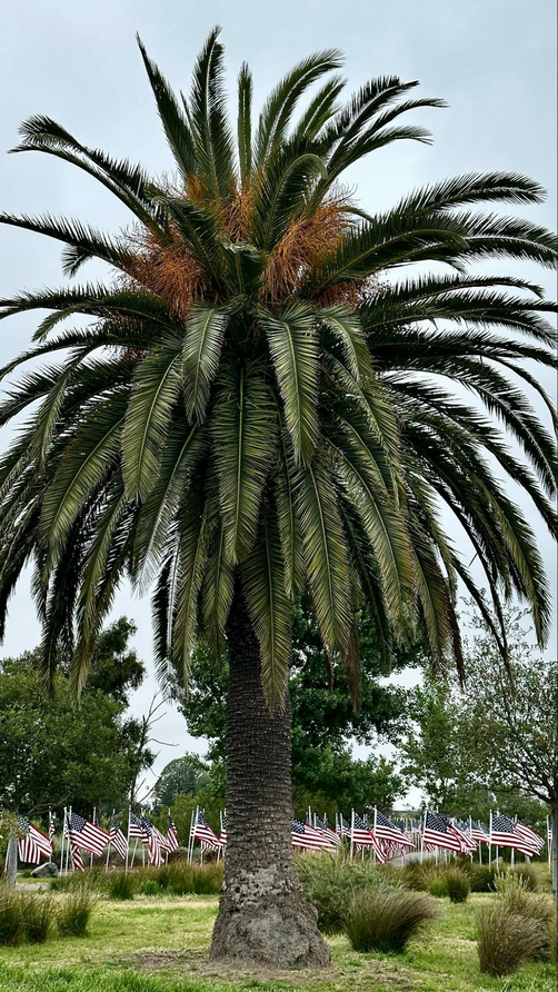 A palm tree with American flags in the ground behind it.