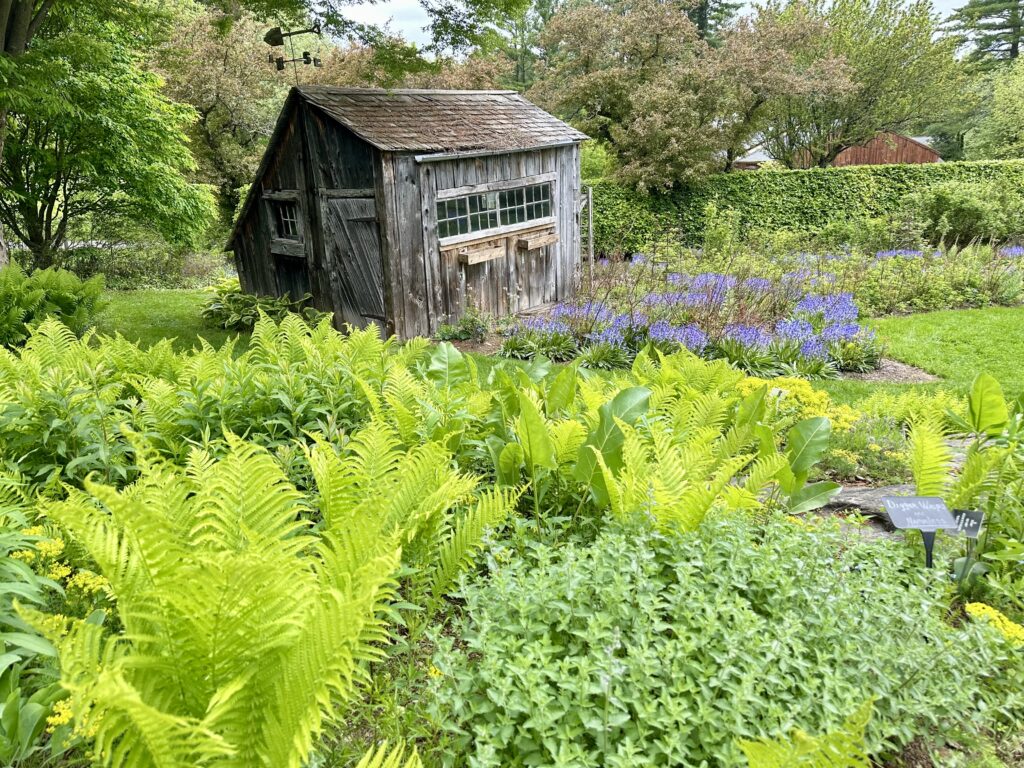 Fern-filled garden with a rustic outbuilding at the Berkshire Botanical Garden