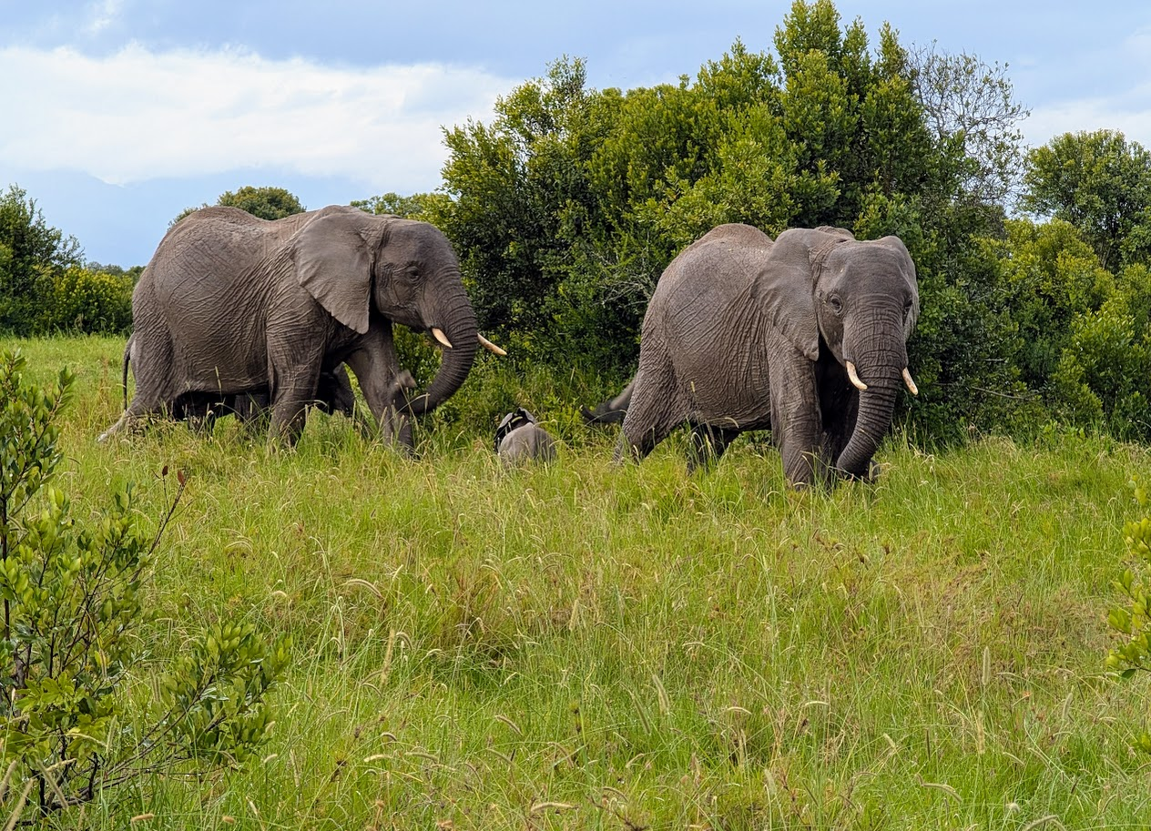 An elephant family walks through the bush in Kenya