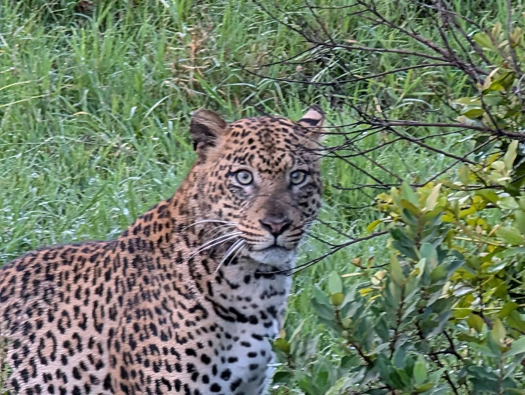 Leopard looking directly into the camera