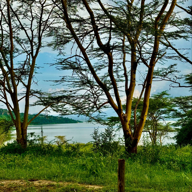 Whispy branches of tall slender trees filter blue sky above a lake. Tall grasses and short shrubs fill the land at the water's edge and a stretch of brown dirt suggests a moat.