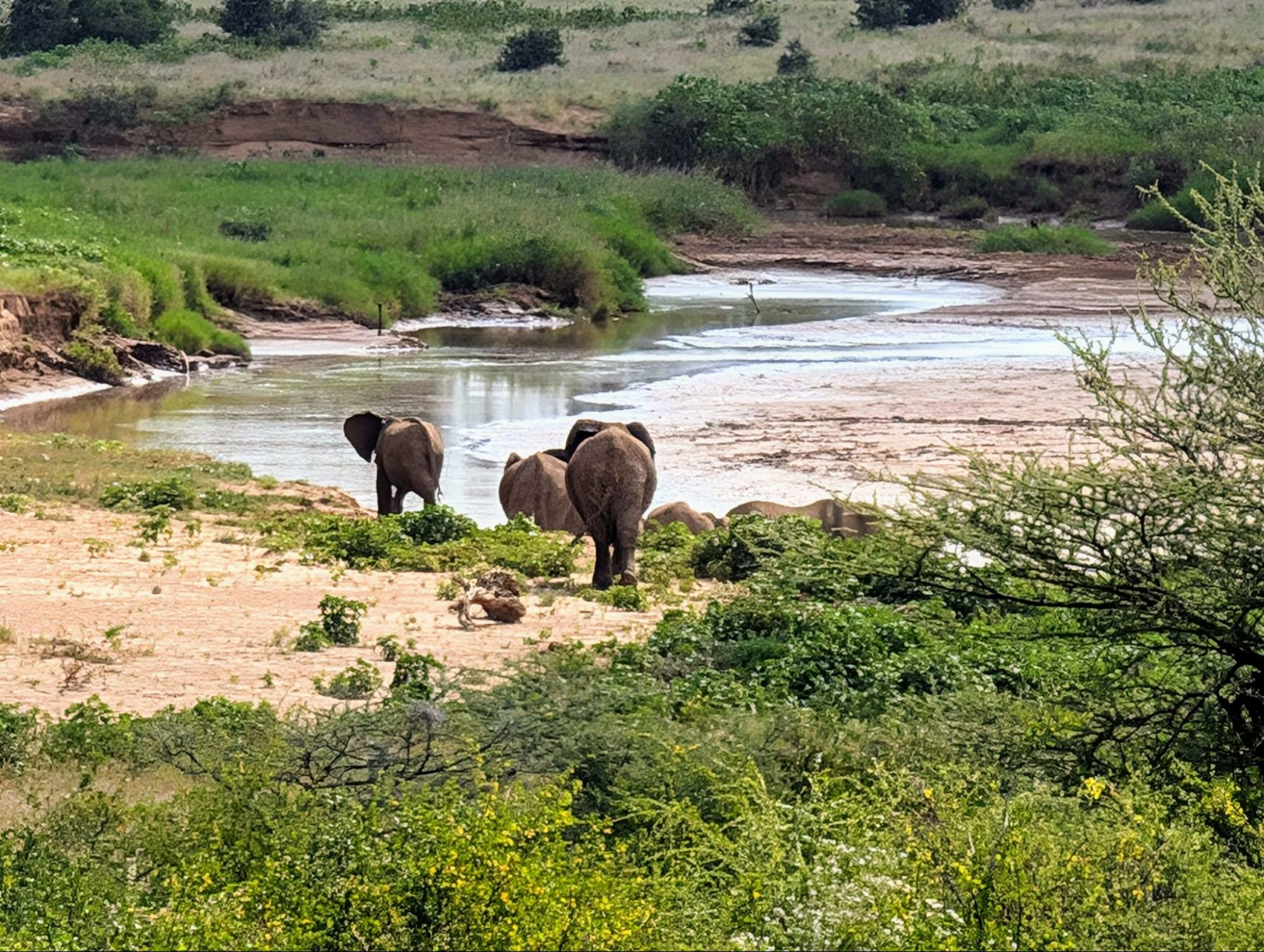 Elephants at the confluence of the Ewaso and Isiolo rivers near the Surana Buffalo Springs hotel in Kenya.