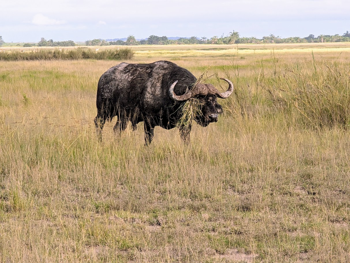 A lone male Cape buffalo wakling through the savanna in Kenya.