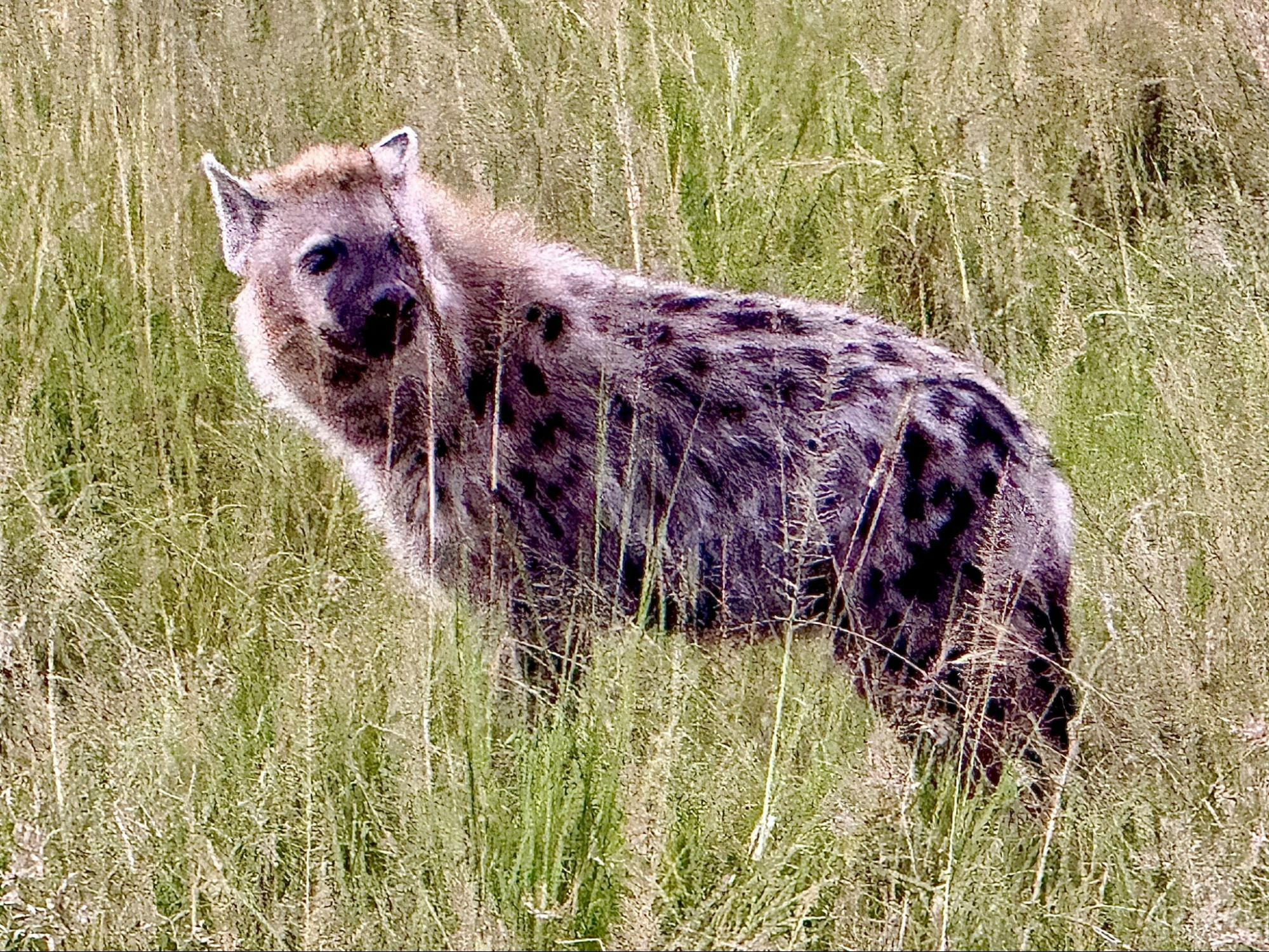 Hyenia in the grass of the savanna in Kenya