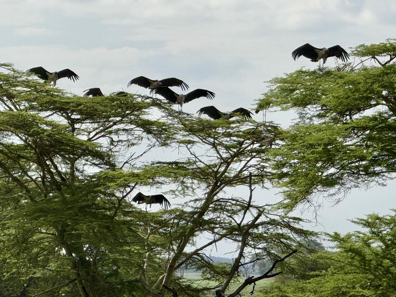 A tree full of vulutres with their wings spread