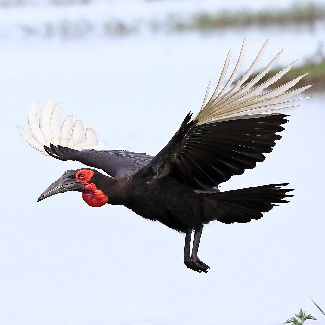 Southern Ground Hornbill flying in Africa