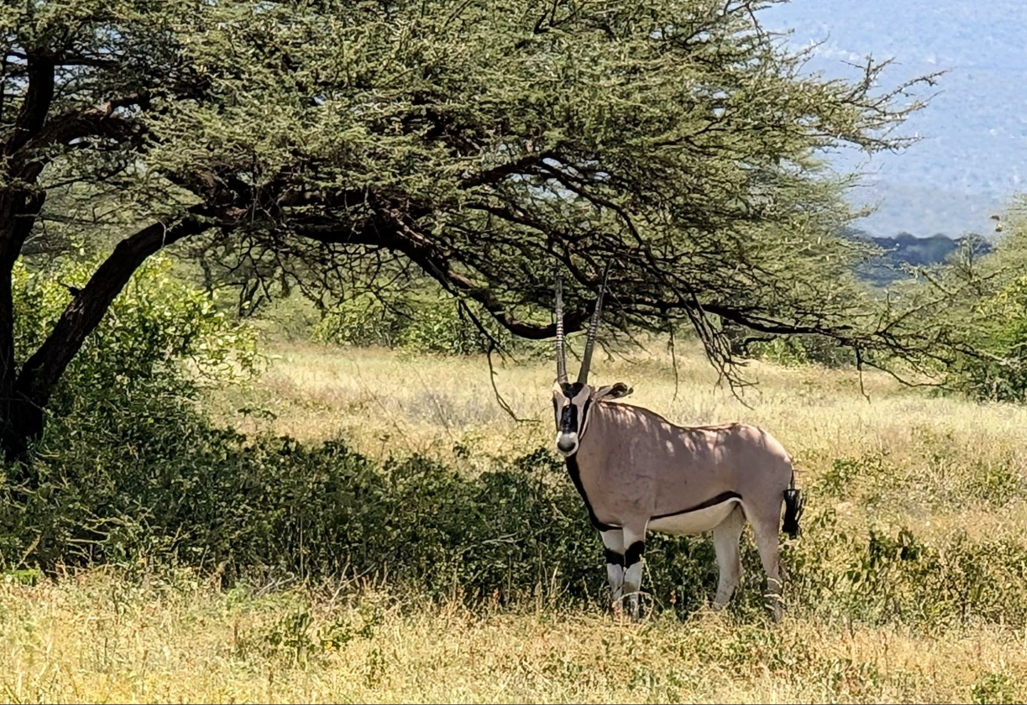 Beisa Oryx standing under a tree in Samburu National Reserve in Kenya.