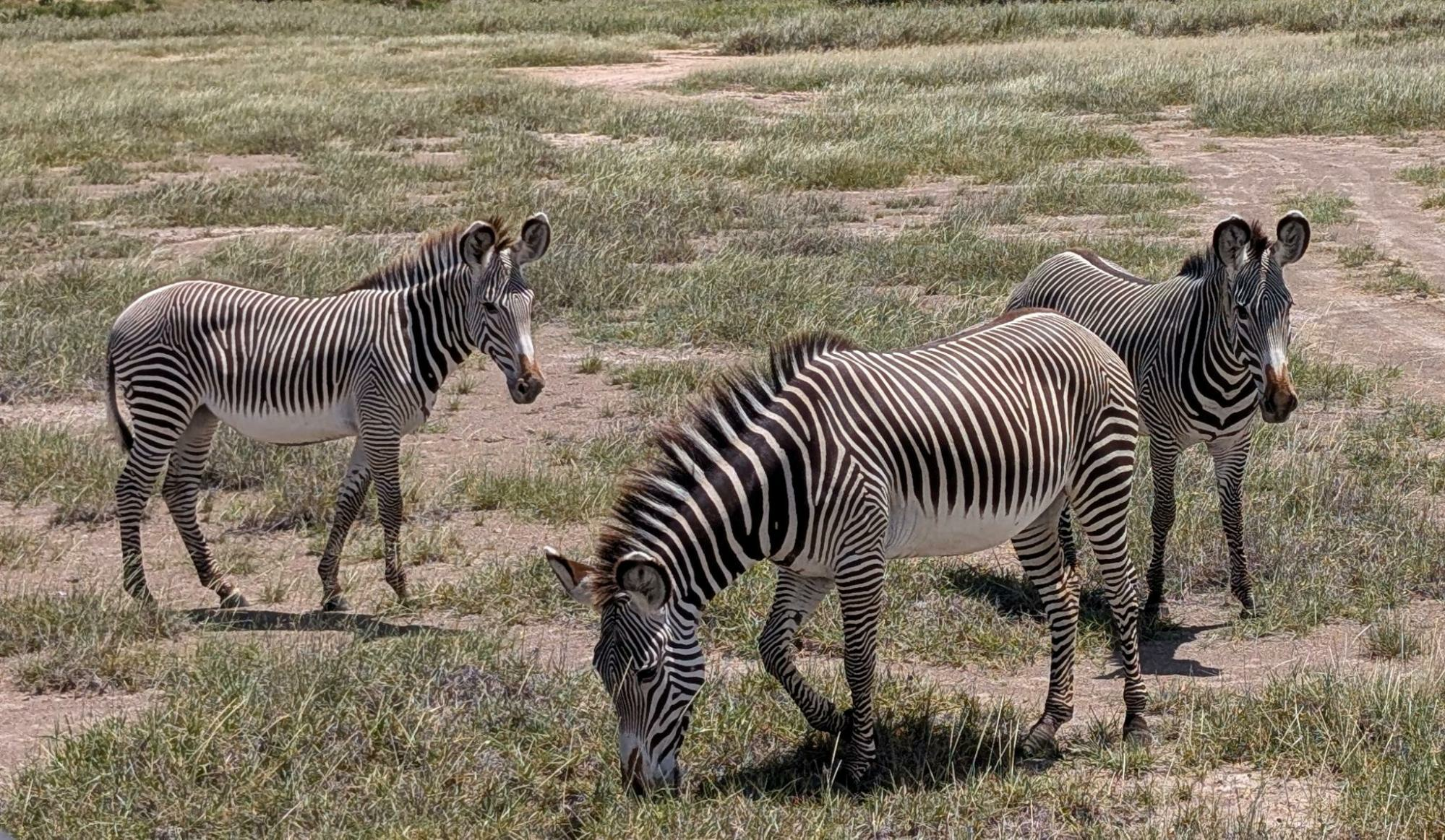 3 Grevy's zebras grazing in Samburu National Reserve in Kenya