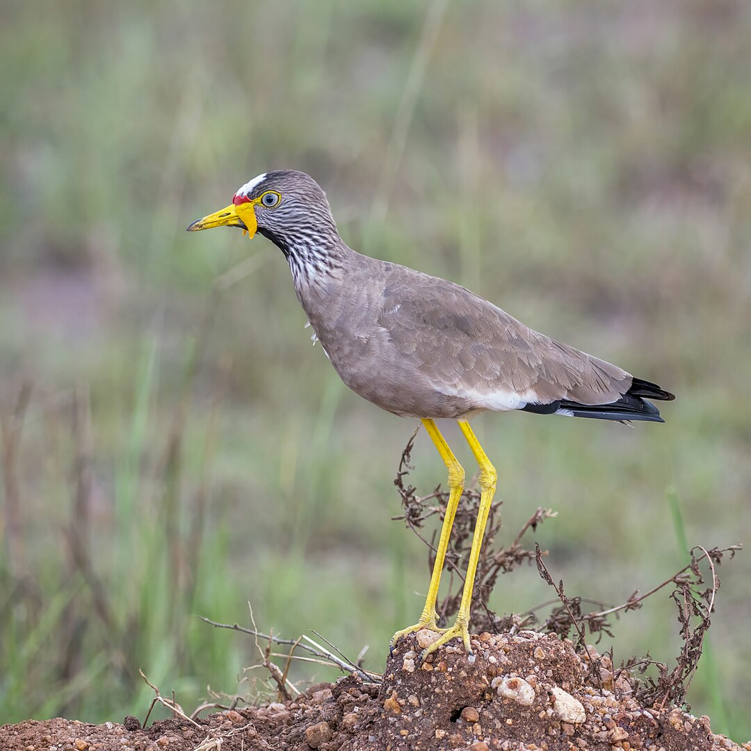 African wattled lapwing bird found in Kenya