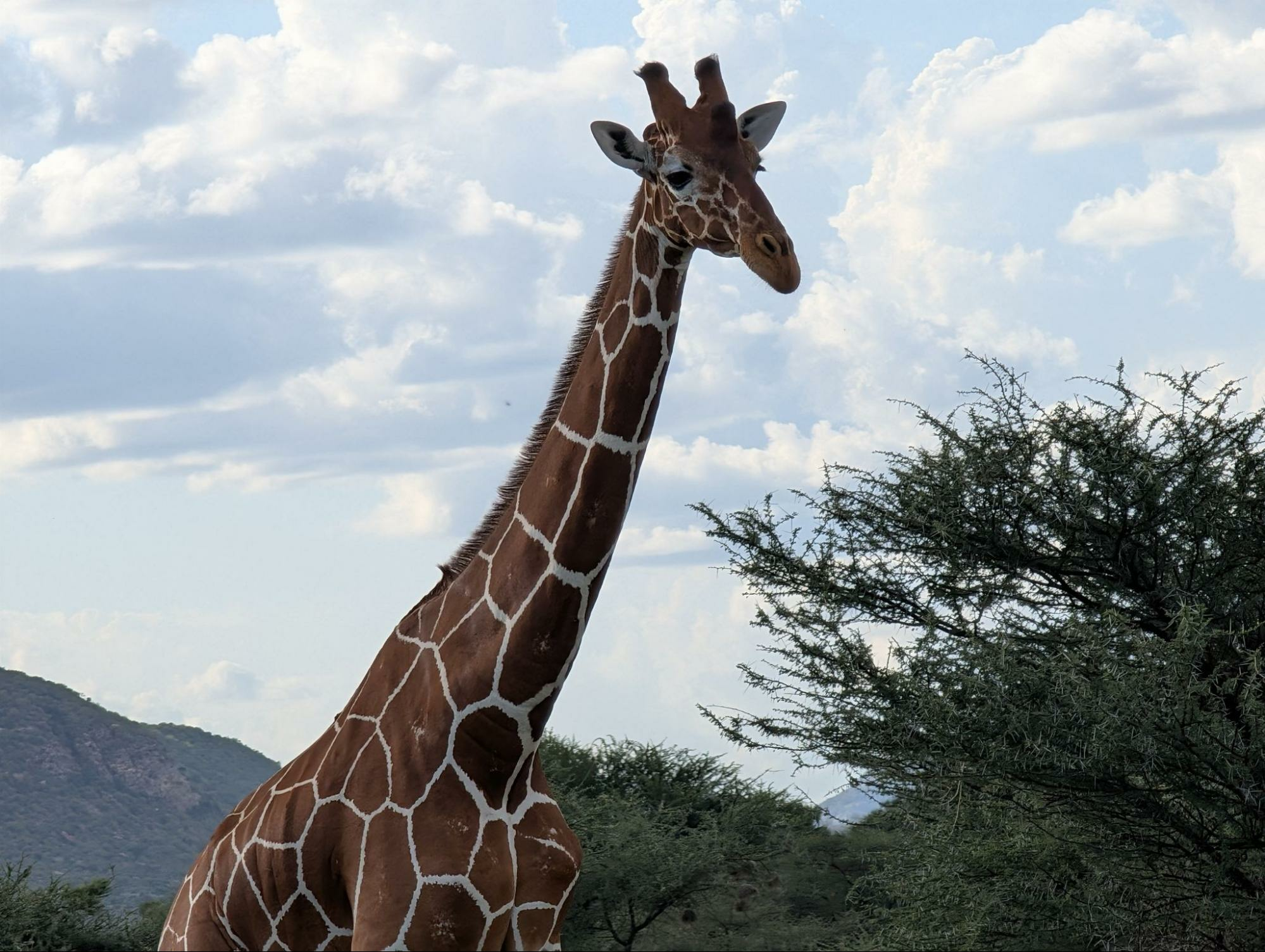 Reticulated giraffe in Samburu National Reserve in Kenya