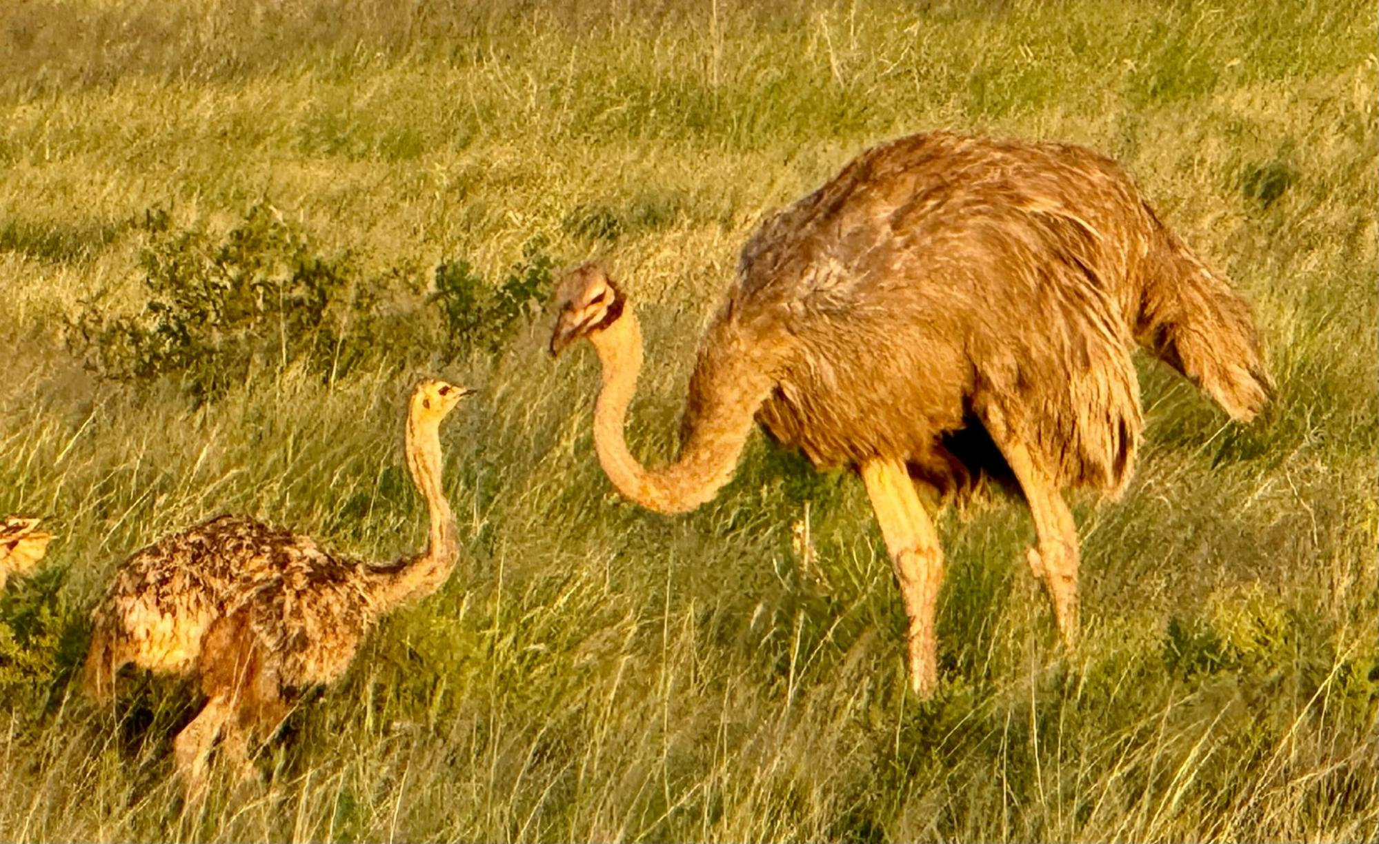 Somali ostrich mama and her baby in Kenya