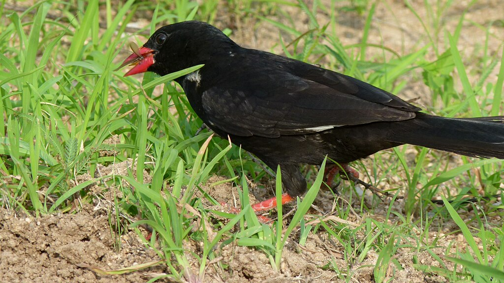 Red-billed buffalo weaver, a bird found in Kenya