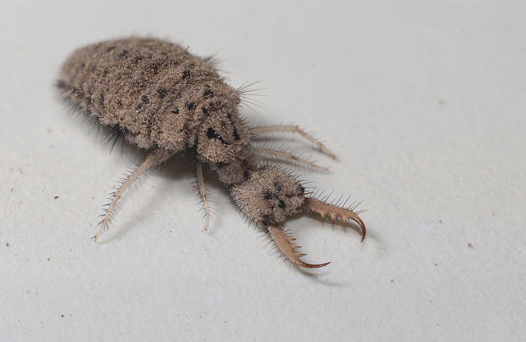 Antlion larvae