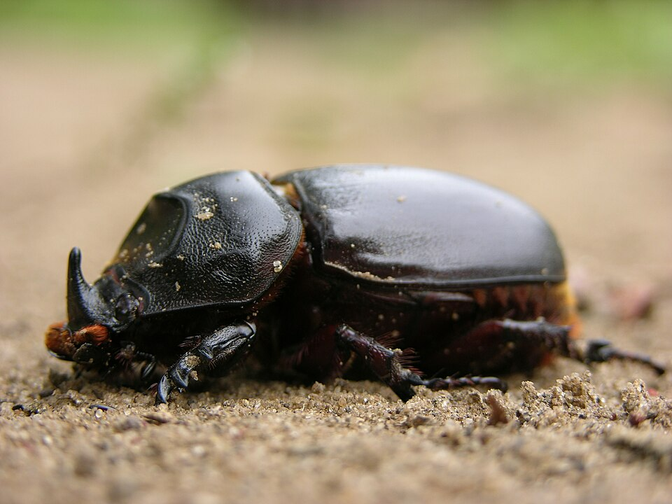 rhinocerous beetle