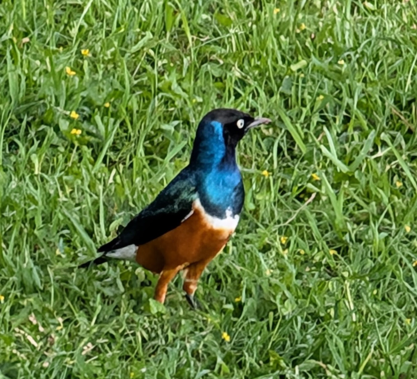 The Lilac-Breasted Roller, the most beautiful bird in Africa, is the national bird of Kenya.