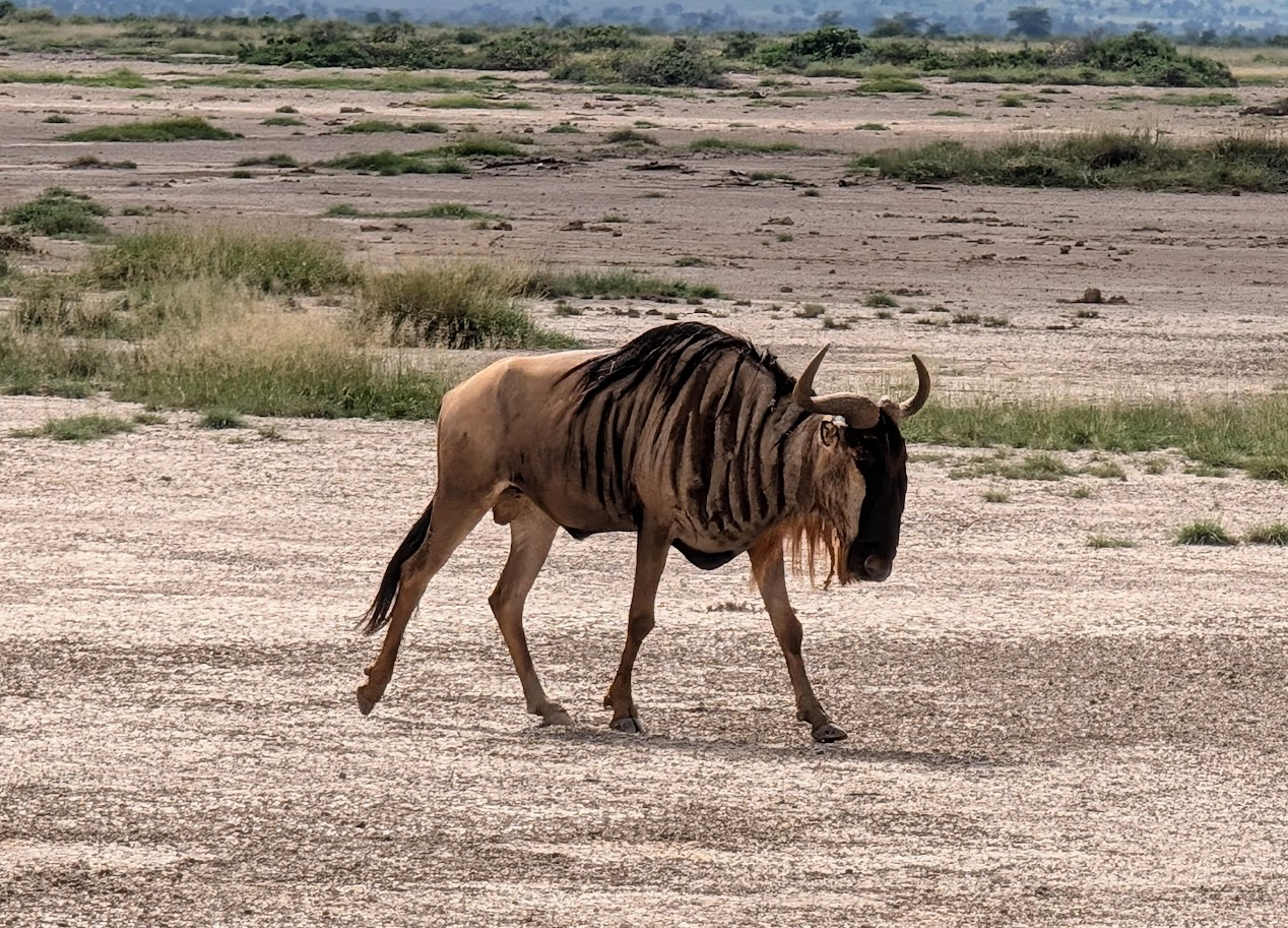 Wildebeest walking in Mara National Park in Kenya