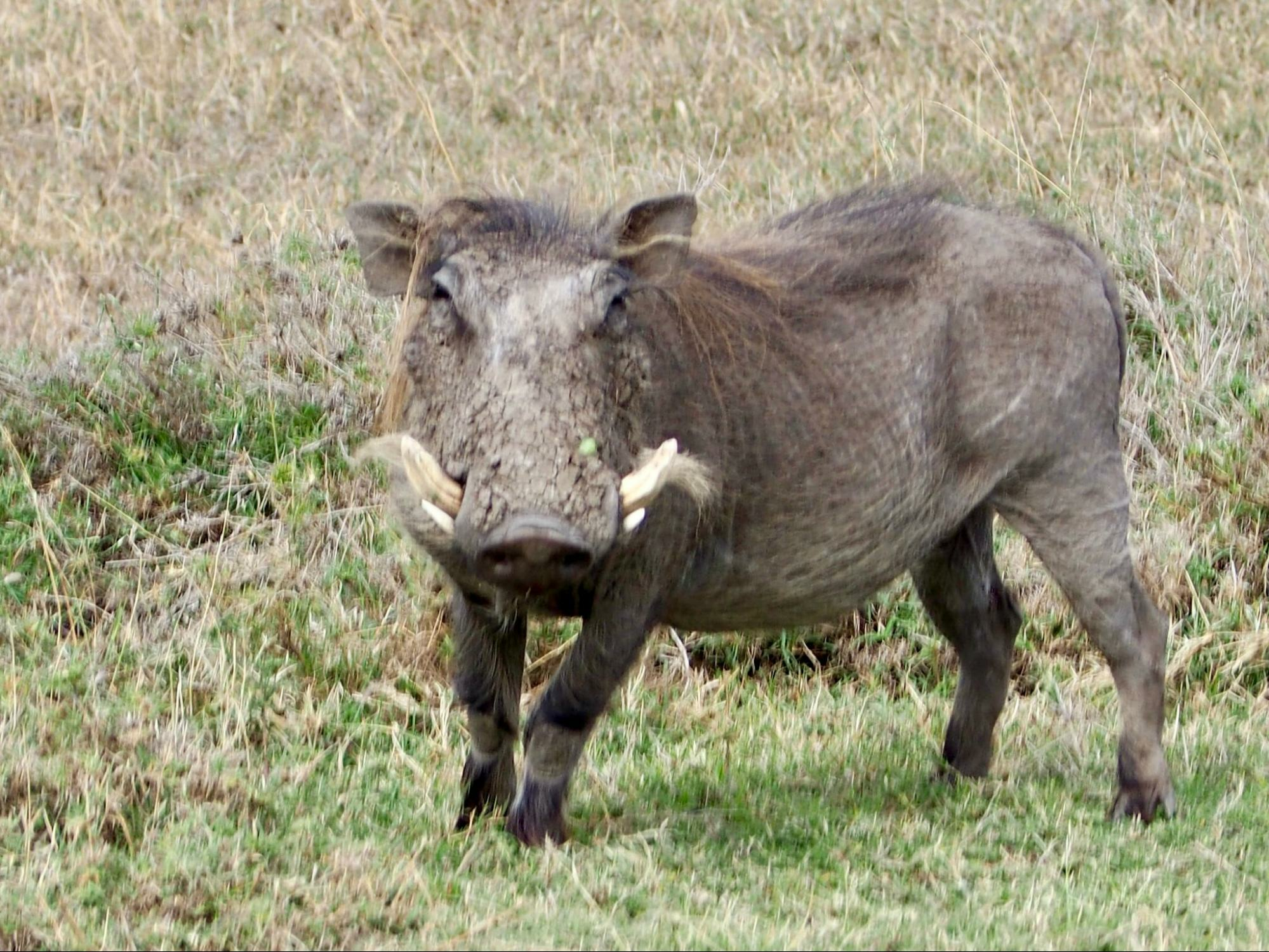 A menacing looking warthog in Kenya