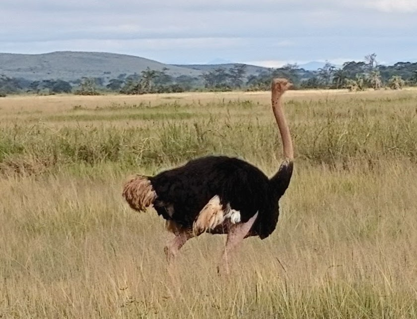 Common ostrick walking through tall grass in Kenya.