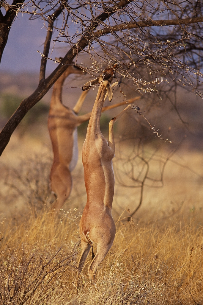 Gerenuks in Samburu National Reserve in Kenya standing up on their hind legs to reach higher branches for food.