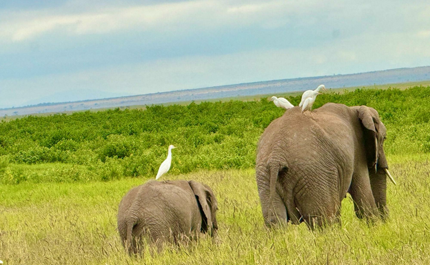 A mama elephant and her baby walk through tall grasses, as white egret birds perch on their backs.
